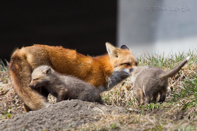 Renard roux / Red Fox