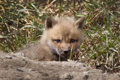 Renard roux / Red Fox