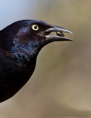 Quiscale bronzCommon Grackle