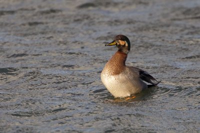 Hybride canard colvert x canard chipeau<br>Brewers duck? Mallard x Gadwall