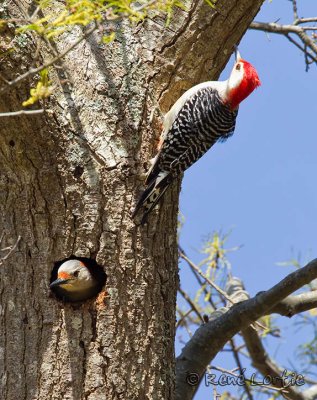 Pics  ventre rouxRed-bellied Woodpeckers