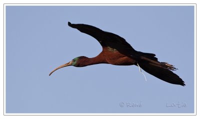 Les oiseaux de Cape May / Cape May Birds