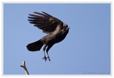 Corneille d'AmriqueAmerican Crow