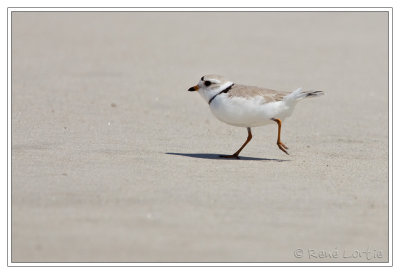 Pluvier siffleurPiping Plover