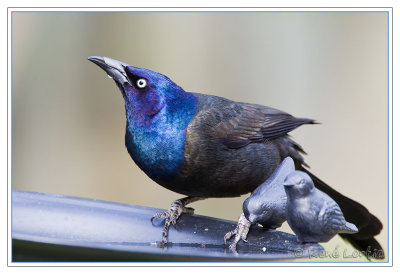Quiscale bronzCommon Grackle