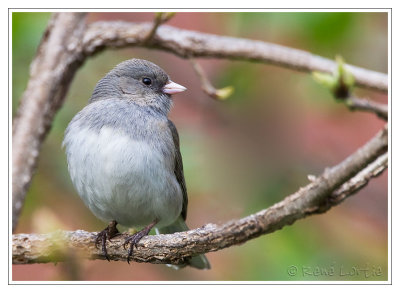 Junco ardoisDark-eyed Junco
