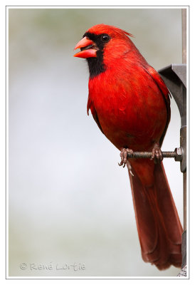 Cardinal rougeNorthern Cardinal