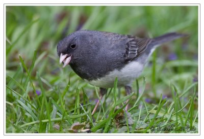 Junco ardoirDark-eyed Junco