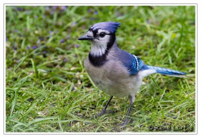 Geai bleuBlue Jay