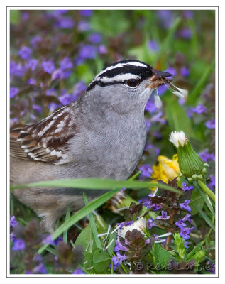 Bruant  couronne blancheWhite-crowned Sparrow