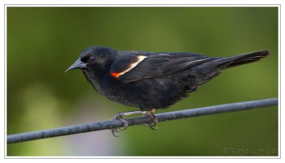 Carouge  paulettes<br>Red-winged Blackbird