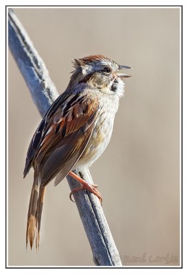 Bruant des maraisSwamp Sparrow