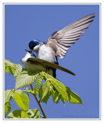 Hirondelles bicoloresTree Swallows