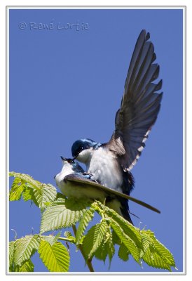 Hirondelles bicoloresTree Swallows