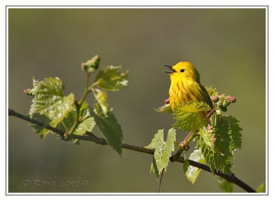 Paruline jaune<br>Yellow Warbler