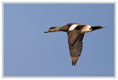 Canard d'AmriqueAmerican Wigeon