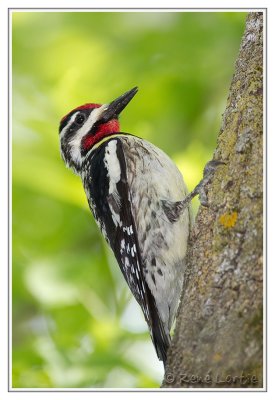 Pic maculYellow-bellied Sapsucker