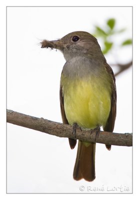 Tyran huppGreat Crested Flycatcher