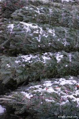 Arbres de Nol / Christmas Tree