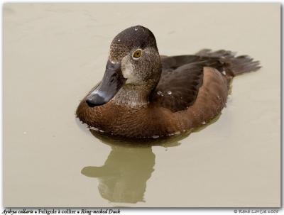 Fuligule  collier / Ring-necked Duck