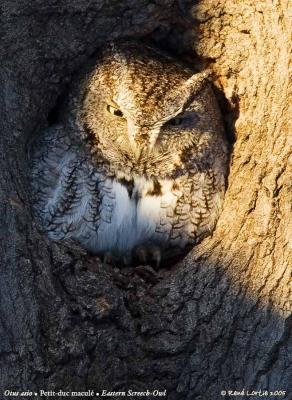 Petit-duc maculé / Eastern-Screech Owl