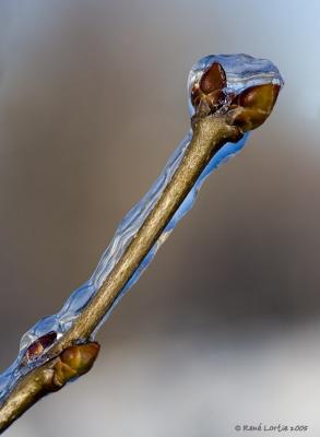 Bourgeons sous glace