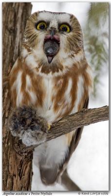 Petite Nyctale / Northern Saw-whet Owl