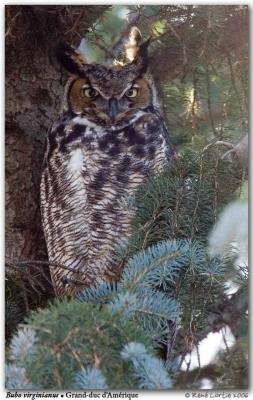 Grand-duc d'Amrique / Great Horned Owl