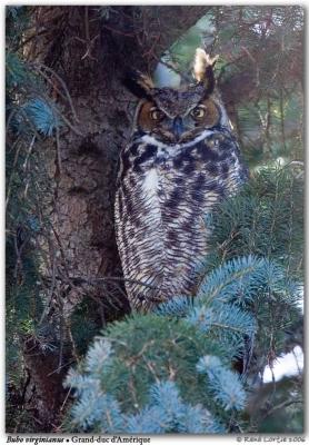 Grand-duc d'Amérique / Great Horned Owl