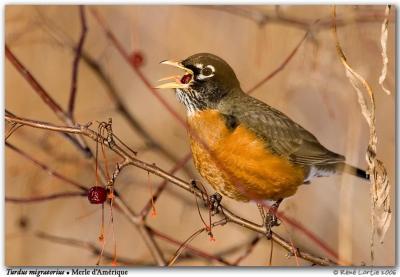 Merle d'Amrique / American Robin