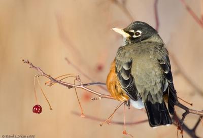 Merle d'Amrique / American Robin