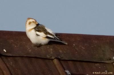 Bruant des neiges / Snow Bunting