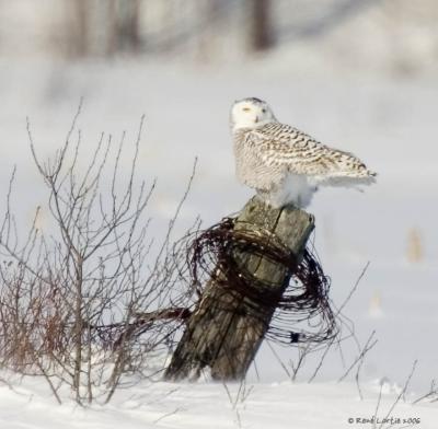 Harfang des neiges / Snowy Owl