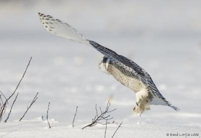 Harfang des neiges / Snowy Owl