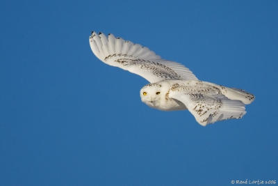 11 février 2006 - Harfang / Snowy Owl