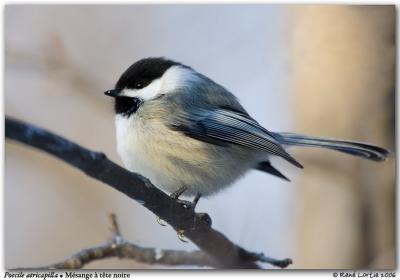 Msange  tte noire / Black-capped Chickadee