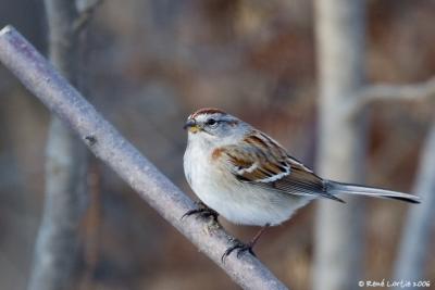 Bruant hudsonien / American Tree Sparrow