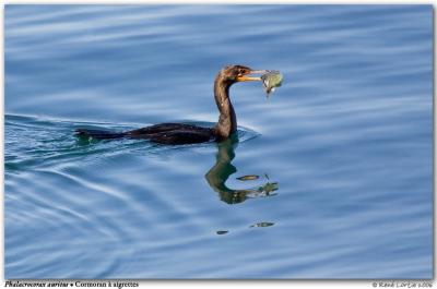 Cormoran  aigrettes / Double-Crested Cormorant