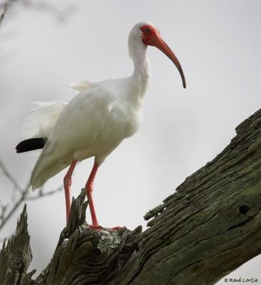 8 mars 2006 - Ibis blanc