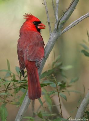 10 mars 2006  Cardinal