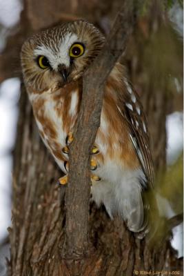 Petite Nyctale / Northern Saw-whet Owl