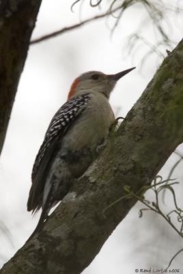 Pic  ventre roux / Red-bellied Woodpecker