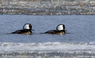 Harle couronn / Hooded Merganser