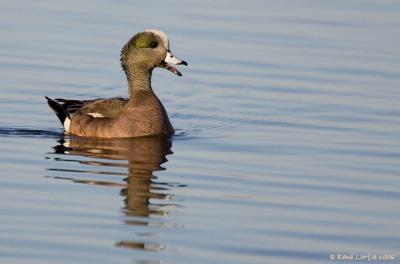 Canard d'Amrique / American Wigeon