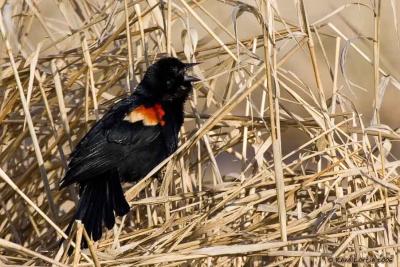 Carouge  paulettes / Red-winged Blackbird