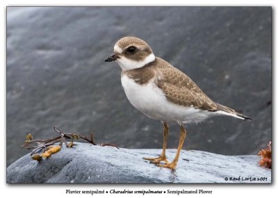 Pluvier semipalm / Semipalmated Plover