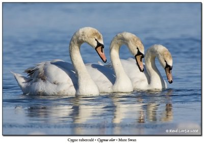 Cygnes tuberculs / Mute Swans