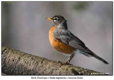 Merle d'Amrique / American Robin