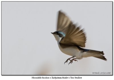 Hirondelle bicolore / Tree Swallow