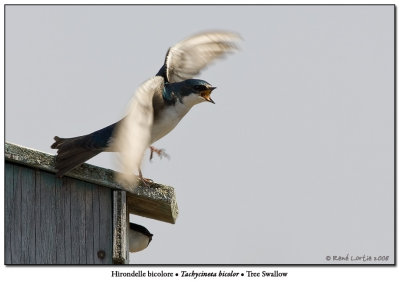 Hirondelle bicolore / Tree Swallow